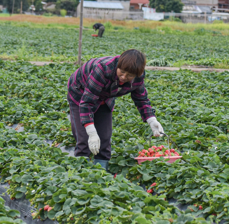2020.3.4-后溪镇浦边村草莓种植业主在采摘草莓（林志杰摄影）-1414.jpg