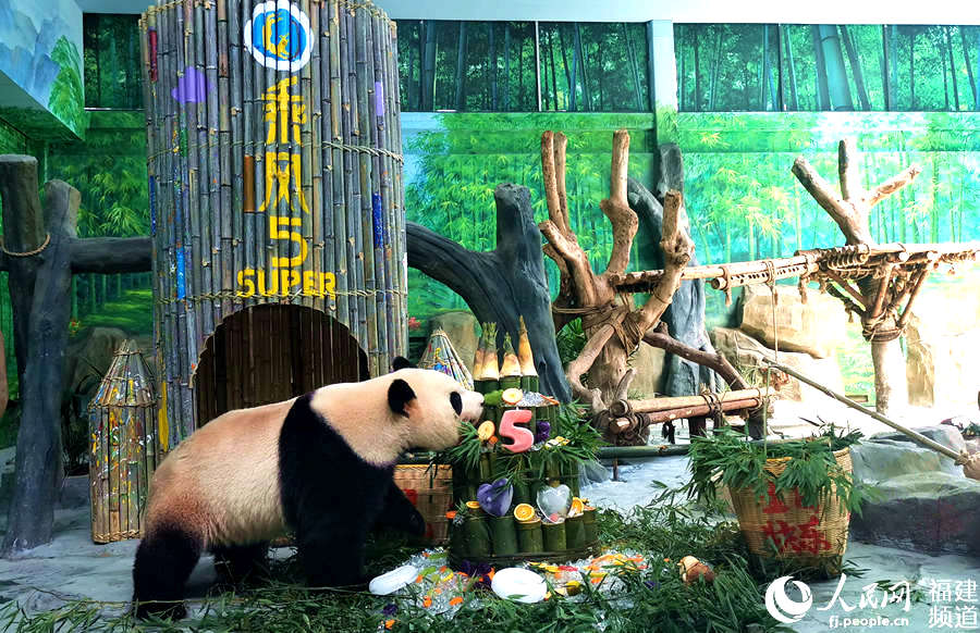 8月2日，厦门大熊猫双胞胎兄弟“思念”“思筠筠”迎来了5周岁生日。 人民网 林盈摄