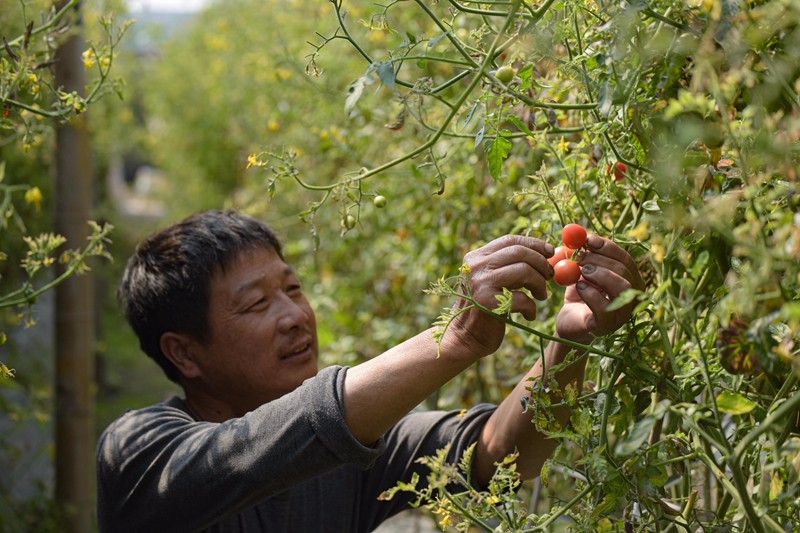位于后溪小西红柿种植棚内，老板在挑选采摘成熟西红柿（林志杰摄影）-4.jpg