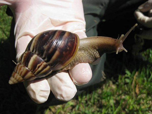 福建口岸首次截获非洲大蜗牛 系生物入侵物种