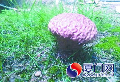 形状奇特的菌类碰不得 草地蘑菇像人脑可爱又惊悚