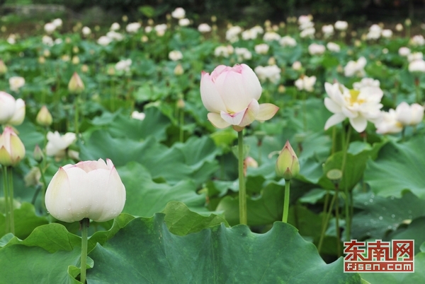 在荷花池内,一朵朵荷花竞相开放