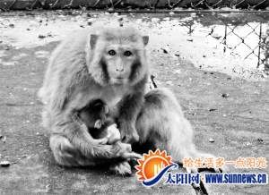 猴子妈妈一直将小猴抱在怀里。