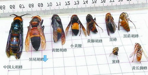 各种类型马蜂与蜜蜂的个头比照.