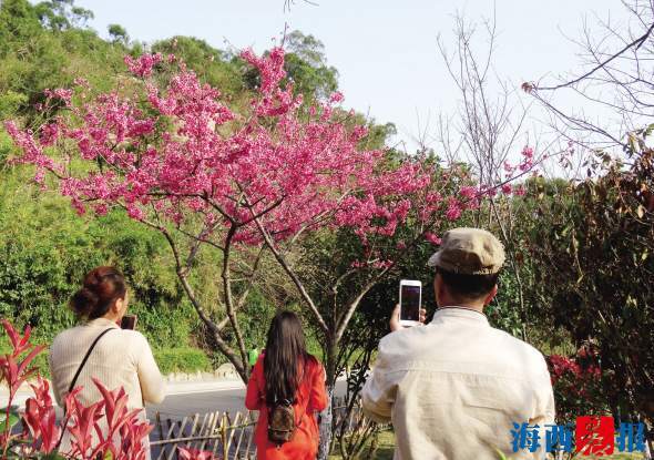 厦门文曾路上樱花盛开吸引众多市民"寻芳"