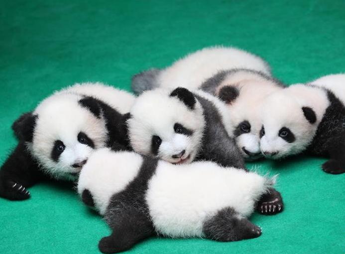 （社会）（5）成都：7只新生大熊猫齐亮相