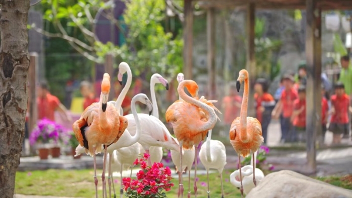25只火烈鸟“落户”灵玲动物王国.jpg