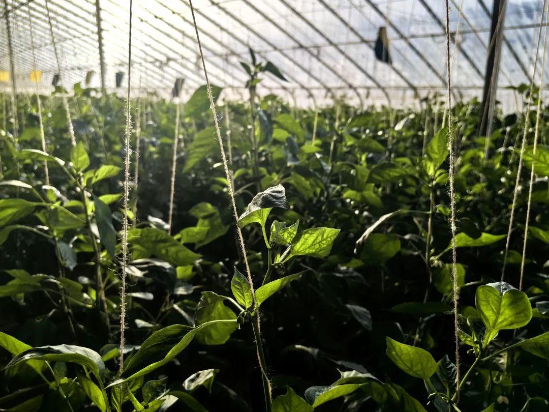 36437bd662fee9a40b287229db9730b3_640_wx_fmt=jpeg&wxfrom=5&wx_lazy=1&wx_co=1.jpg 36437bd662fee9a40b287229db9730b3_640_wx_fmt=jpeg&wxfrom=5&wx_lazy=1&wx_co=1.jpg