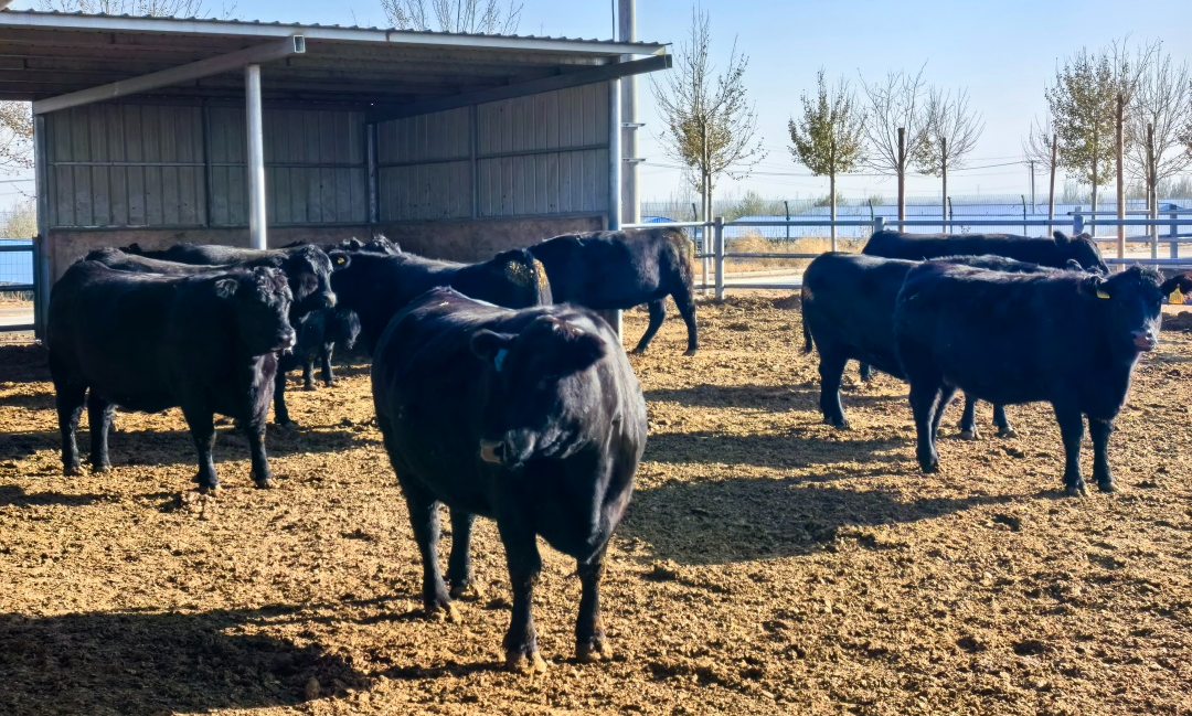 a954671da8d4b948e12562a50860ea77_640_wx_fmt=png&wxfrom=5&wx_lazy=1&wx_co=1.png a954671da8d4b948e12562a50860ea77_640_wx_fmt=png&wxfrom=5&wx_lazy=1&wx_co=1.png