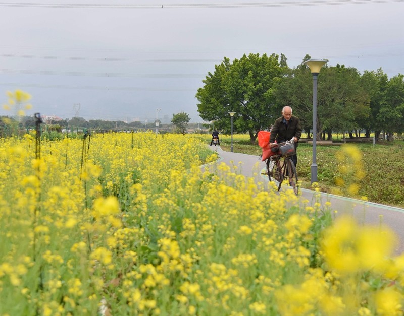 灌口镇田李溪两侧200亩油菜花绽放。（林志杰摄影） (29 - 47).jpg