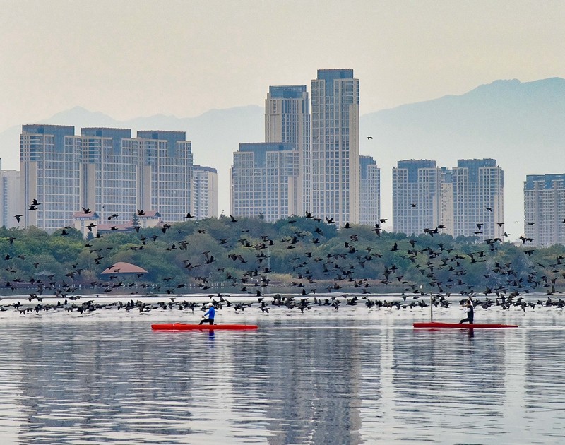 成群结队的鸬鹚飞过杏林湾（林志杰摄影） (3 - 5).jpg