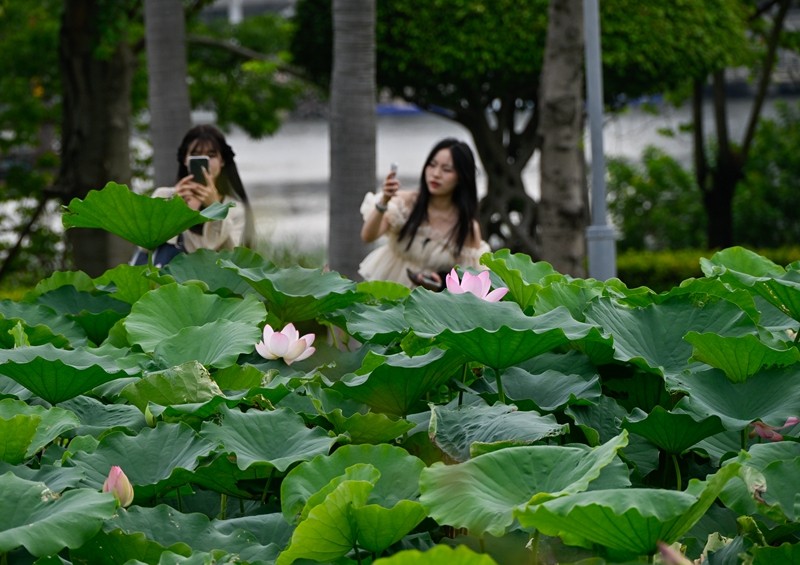 木化石园内，白底粉边的荷花绽放。图为，游客在赏花拍照。（林志杰摄影）-26.jpg