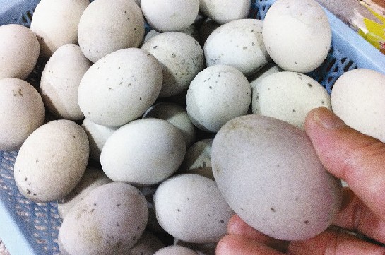 厦门市场在售皮蛋大多是本省产有毒皮蛋未流入