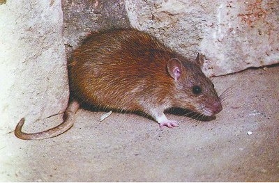 国家二级保护鼠类图片图片