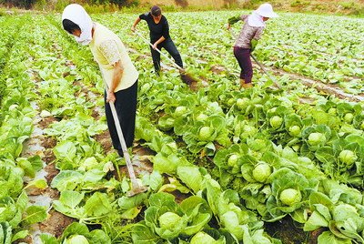 包菜越卖越亏烂在地里厦门老农要花钱请人铲掉