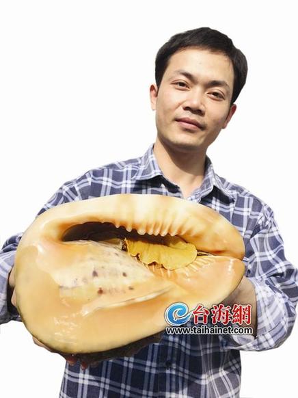 八市老板捐出瘾再赠稀罕海螺 螺来跟"蟹神"做伴