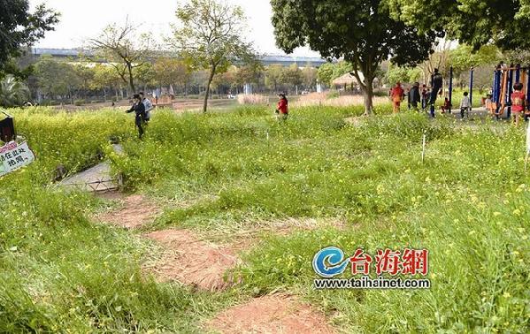 厦门忠仑公园花圃遭严重破坏半数油菜花被人踩踏