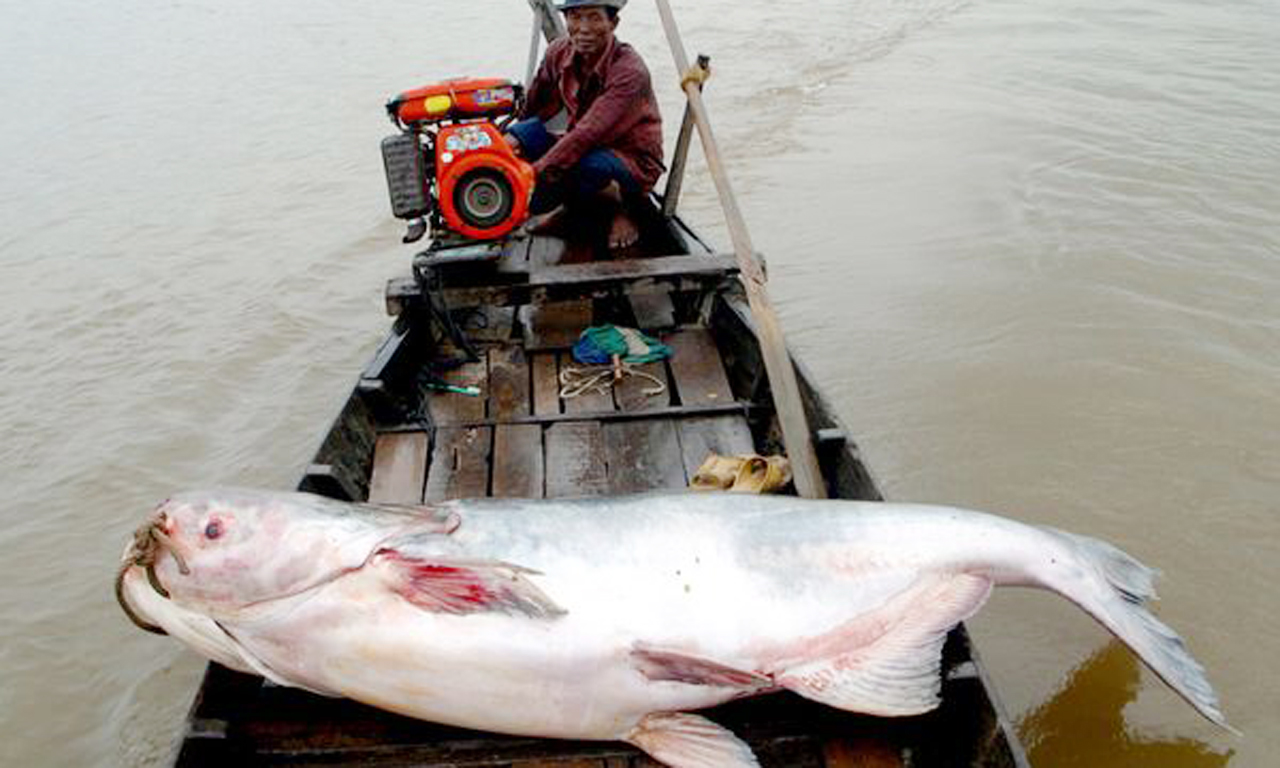 图为两位渔民在湄公河钓到一条巨大的鲶鱼,它长达28米,重达300公斤