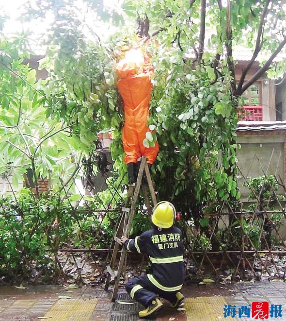 6月份以來摘蜂人已摘除200個馬蜂窩揭秘民間高手如何鬥蜂